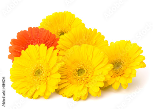 Fototapeta Naklejka Na Ścianę i Meble -  Beautiful daisy gerbera flowers