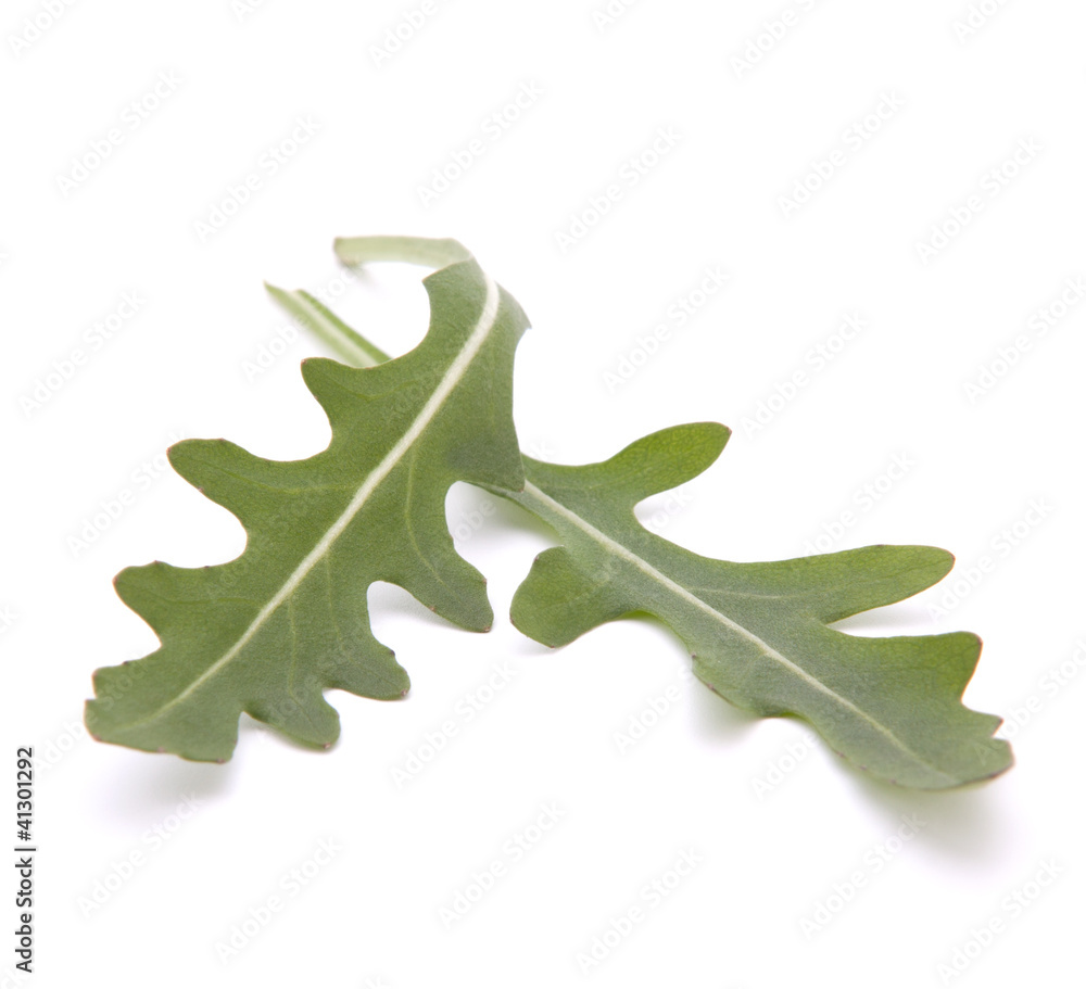 Fototapeta premium Sweet rucola salad or rocket lettuce leaves