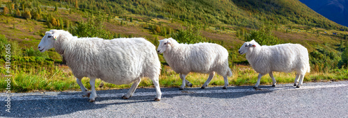 Sheeps walking along road