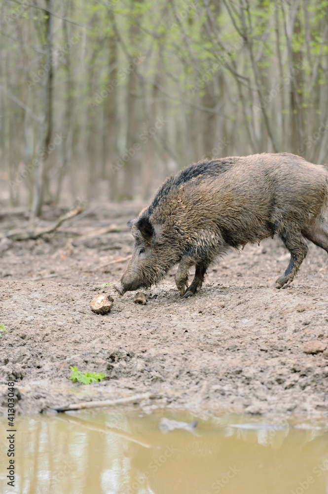 Wild boar Wild boar