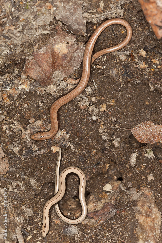 Slowworm, angius fragilis Slowworm, angius fragilis