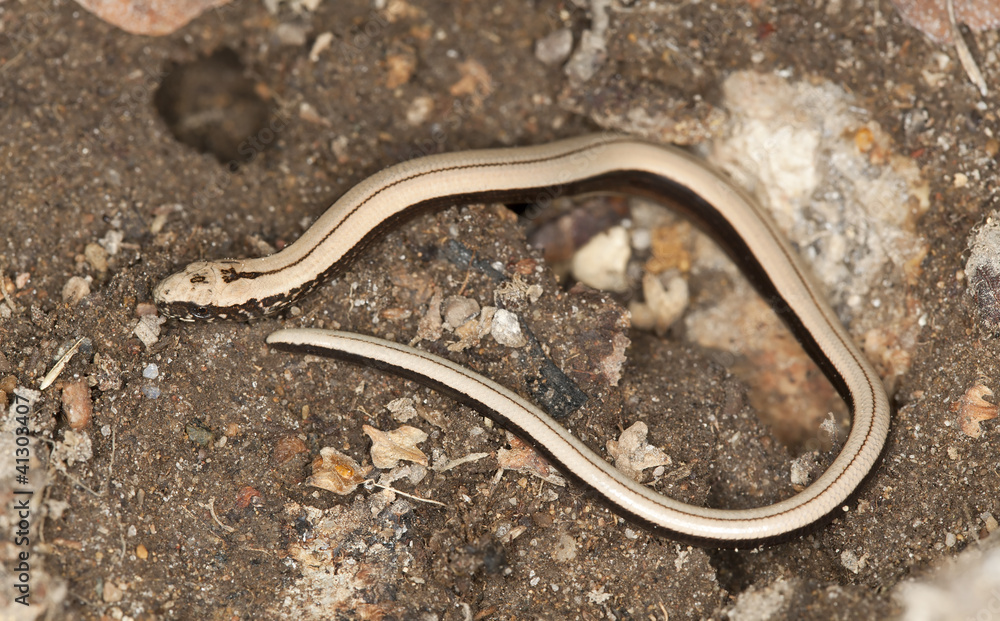 Slowworm, angius fragilis