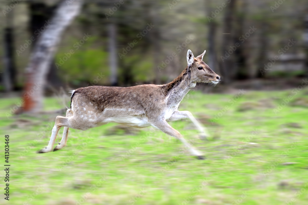 Roe deer Roe deer