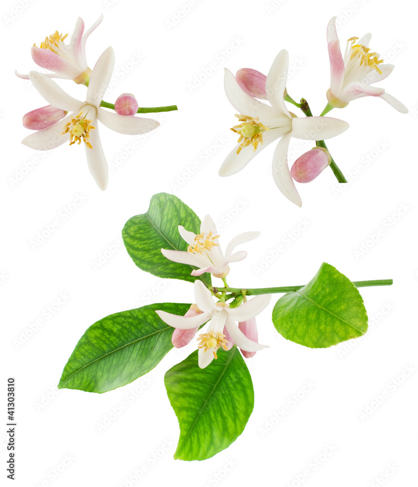 Fototapeta premium Blossoming branches of a lemon tree