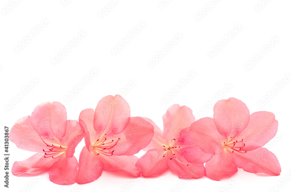 ヤマツツジの花の部分 ヤマツツジの花の部分