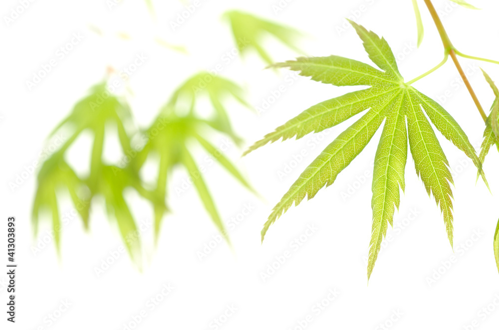 Naklejka premium カエデの新緑のアップ