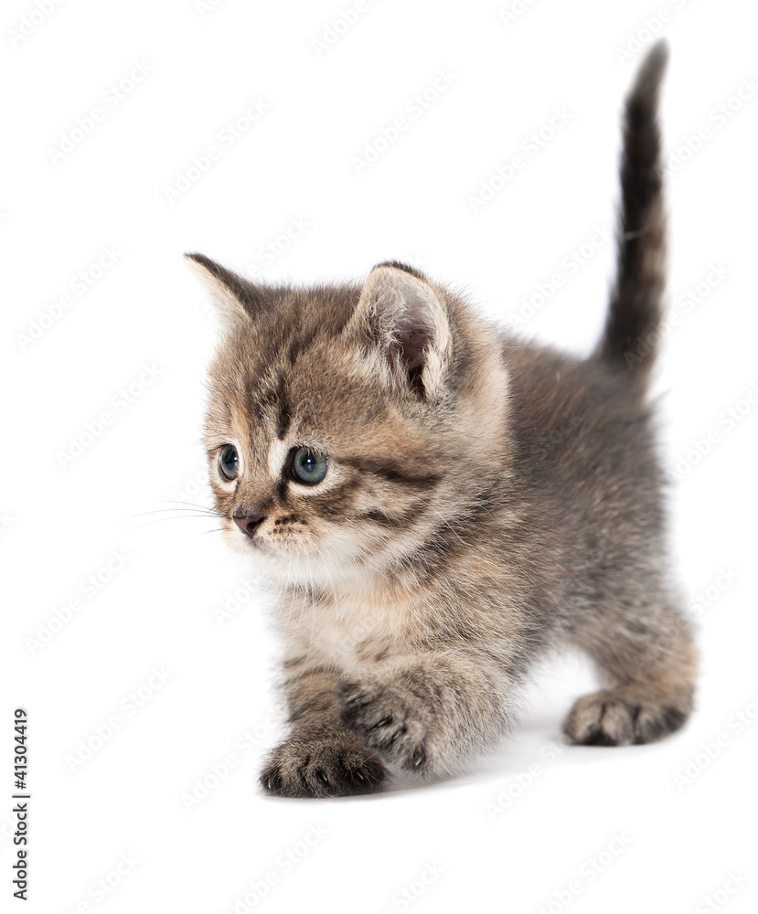 The small cat is isolated on a white background