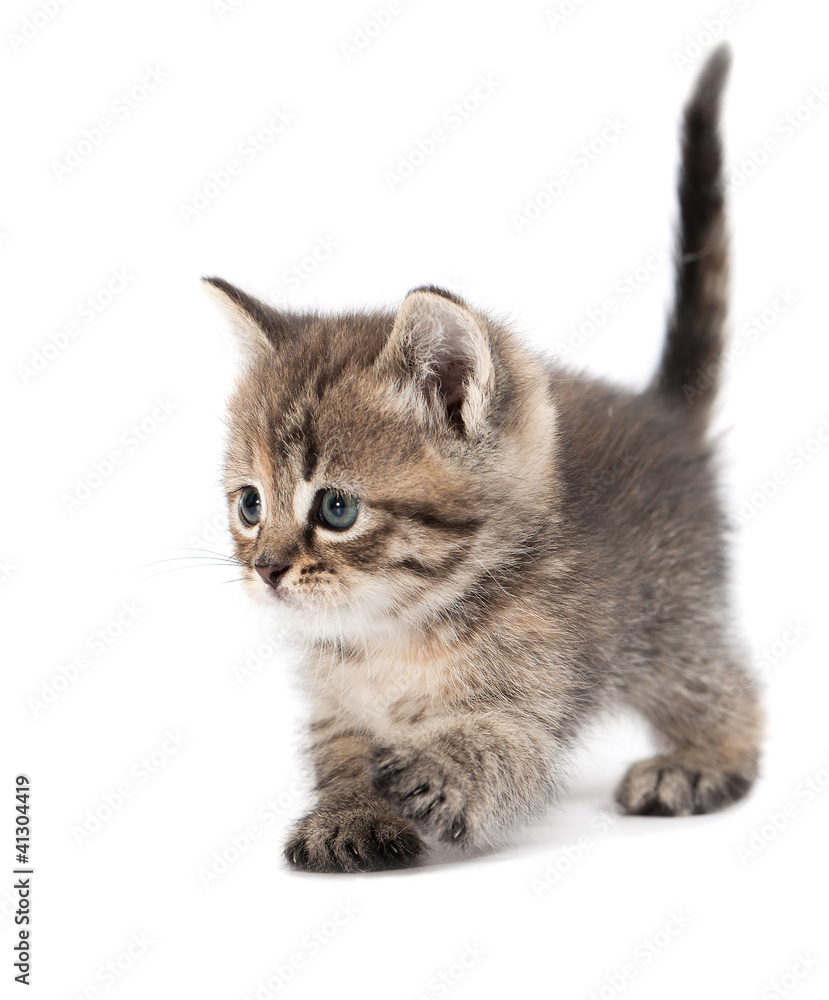 Fototapeta premium The small cat is isolated on a white background