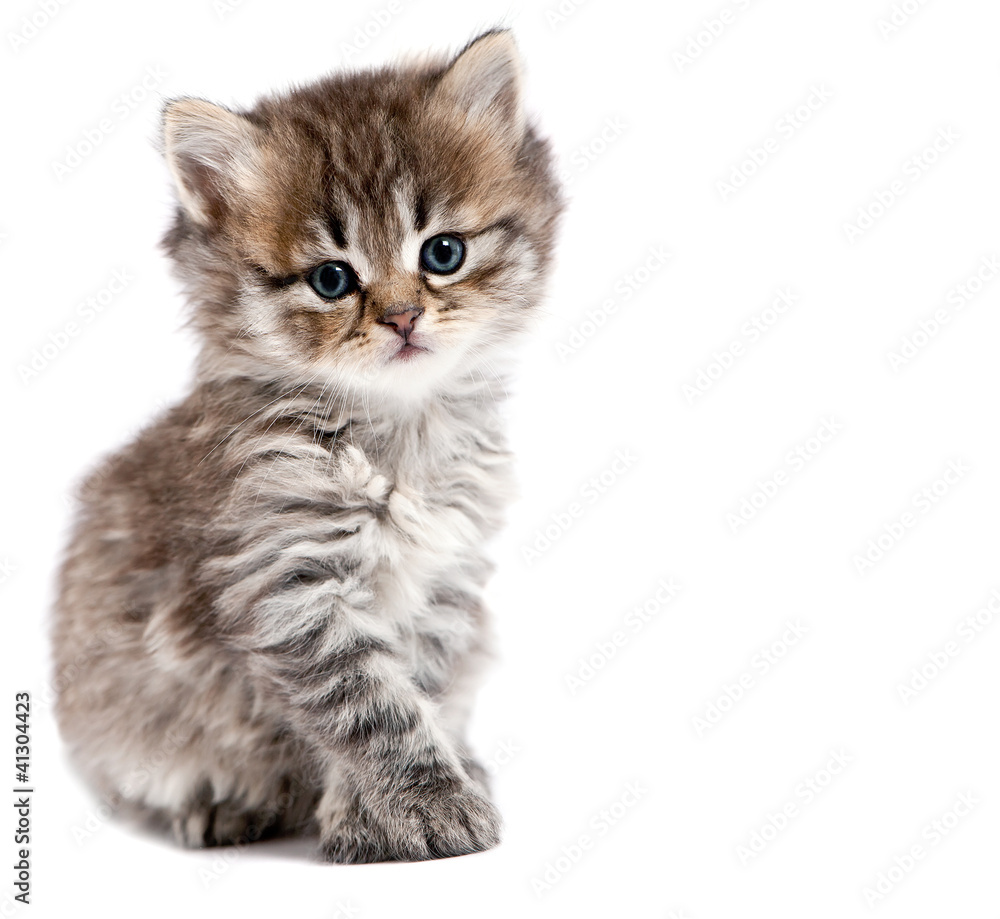 The small cat is isolated on a white background