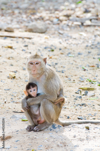 cute squirrel monkey with baby