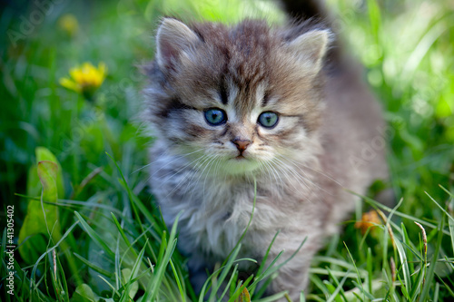 Small cat on a grass © lexuss