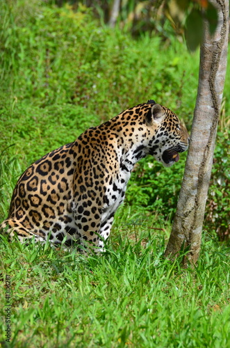Guyane - Animaux - Jaguar