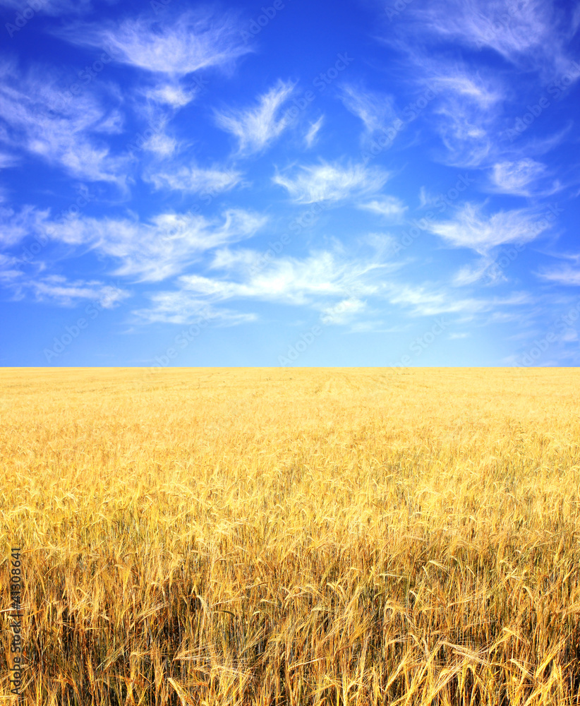 Crop of rye