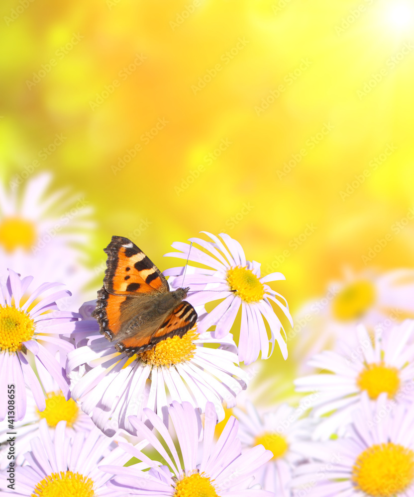 Butterfly Butterfly