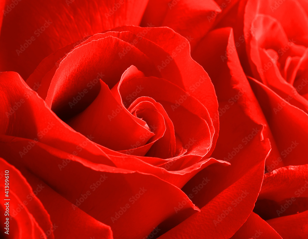 rose close up rose close up