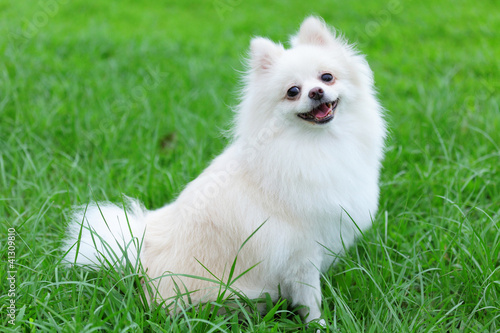white pomeranian dog photo
