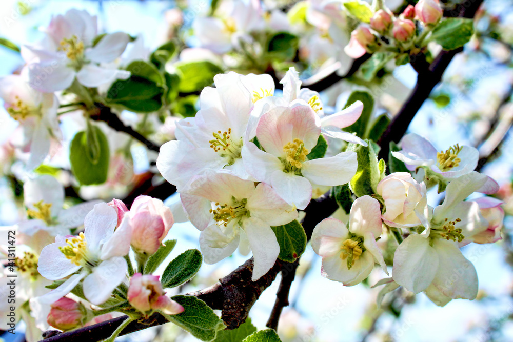Fototapeta premium apple blossom