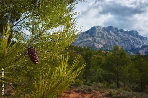 Pine tree against mountain view.