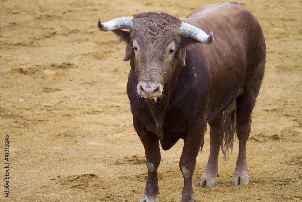 Brown bull in the spanish bullfighting arena Brown bull in the spanish bullfighting arena
