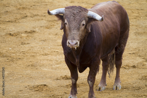 Brown bull in the spanish bullfighting arena