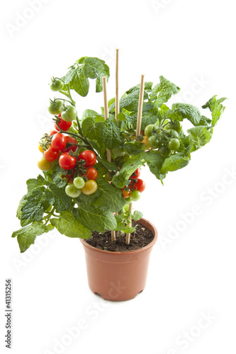 Cherry tomatoes