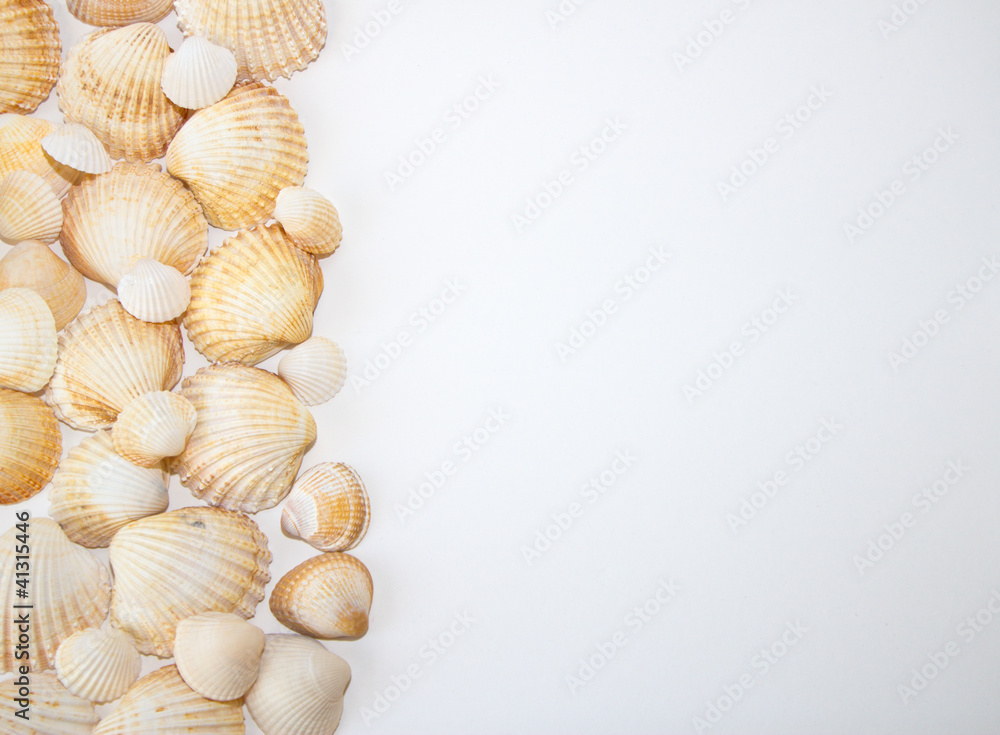 Obraz premium sea shells with pearls