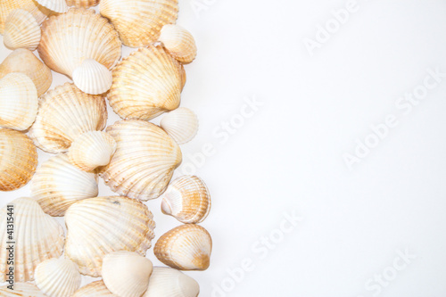 sea shells with pearls