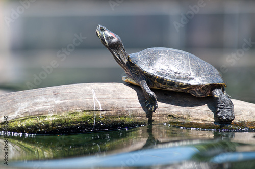Turtle resting on a branch.
