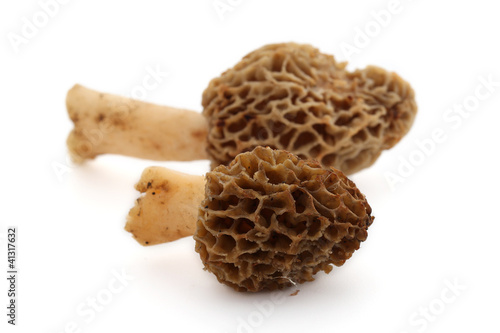 Morilles