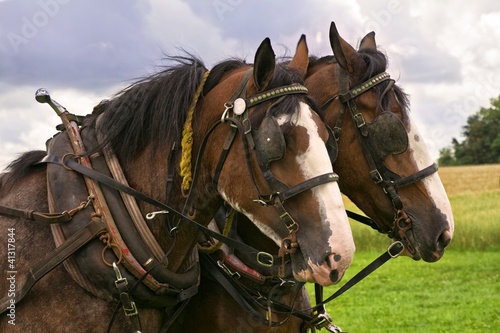 Clydesdale Team