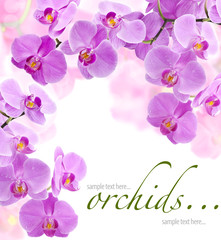 Poster Orchidee Orchideeën in zachte ochtendgloed  © msk.nina