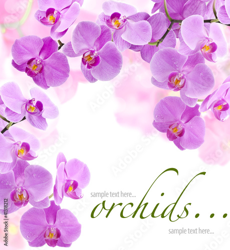 Fototapeta Naklejka Na Ścianę i Meble -  Orchid flowers (with sample text)