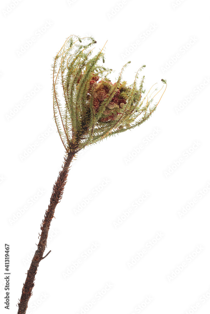 Fototapeta premium Native flower, Berzelia Strawberry