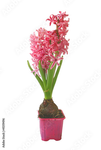 Hyacinths