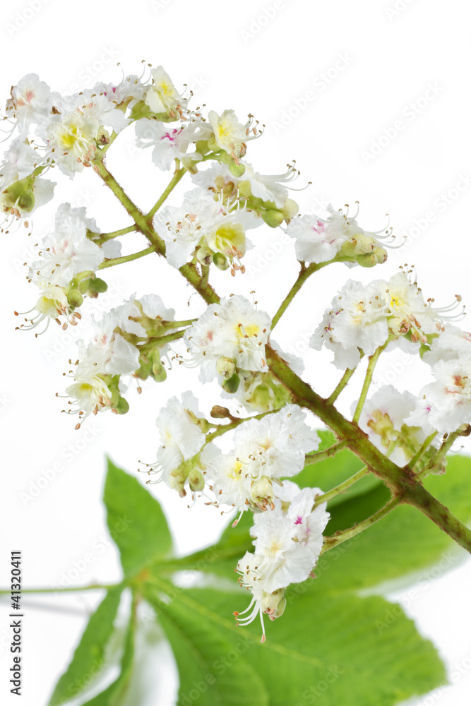 Blüte einer Rosskastanie auf weißem Hintergrund Blüte einer Rosskastanie auf weißem Hintergrund