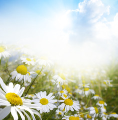 Papier peint photo Marguerites Vaste champ de marguerites sauvages  © Andrey Volokhatiuk