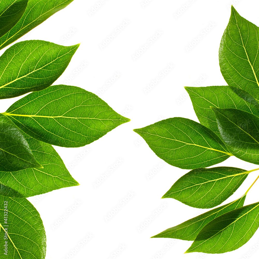 Fototapeta premium Green leaves on isolated white background