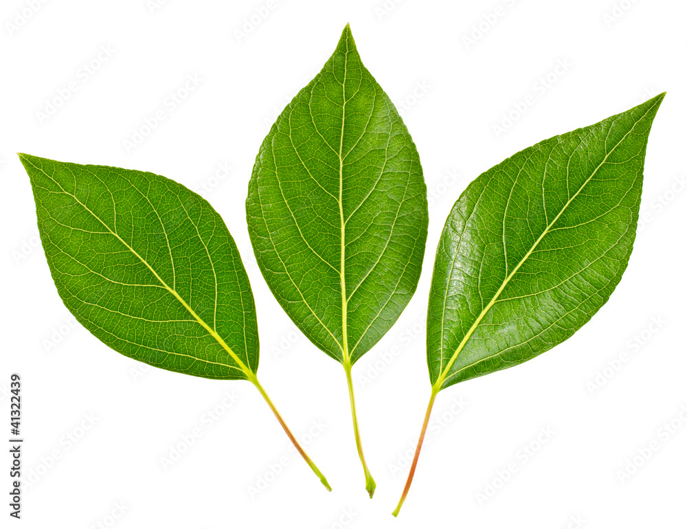 Fototapeta premium Green leaves on isolated white background