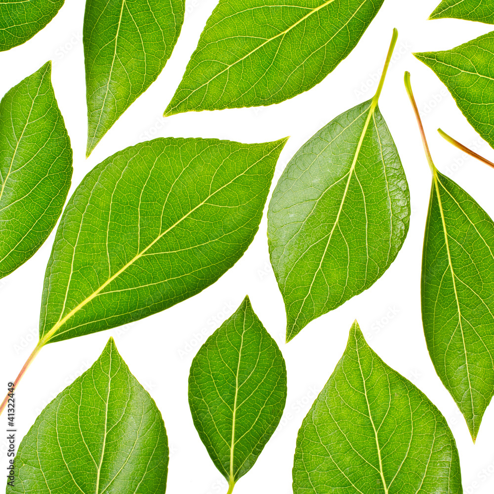 Fototapeta premium Green leaves