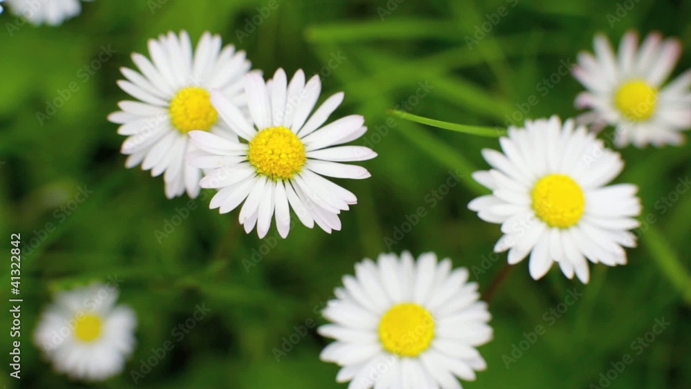 Field of daisy flowers (2) Field of daisy flowers (2)