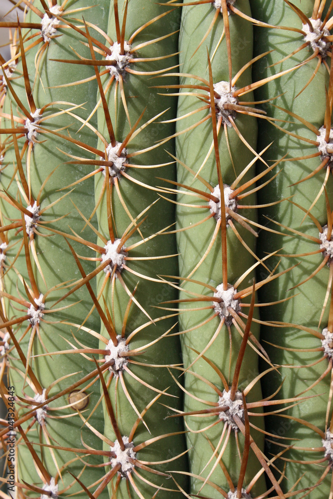 thorns and spines very pungent a fat cactus thorns and spines very pungent a fat cactus