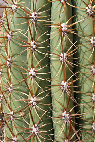 Wallpaper Mural thorns and spines very pungent a fat cactus Torontodigital.ca