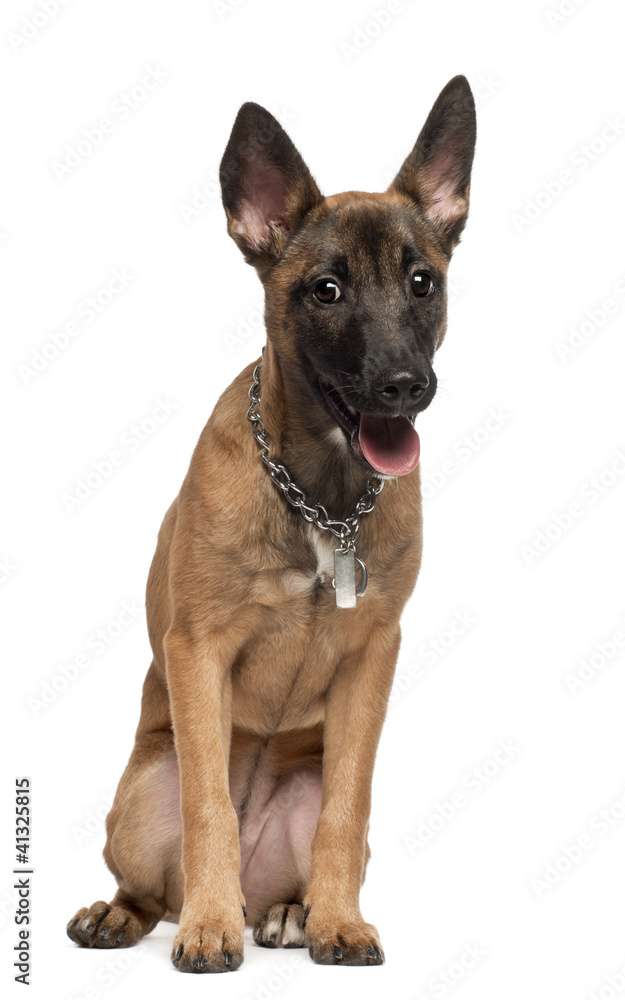 Portrait of Belgian shepherd dog, 4 months old, sitting