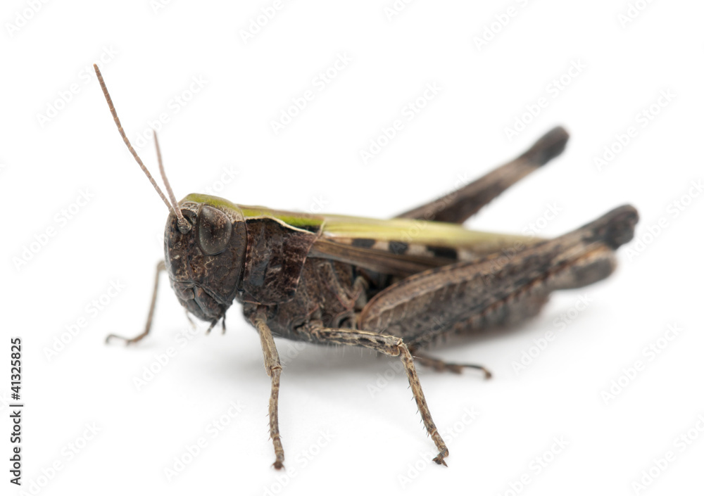 Cricket against white background Cricket against white background