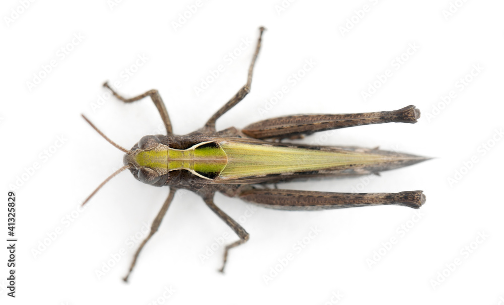 Cricket against white background Cricket against white background