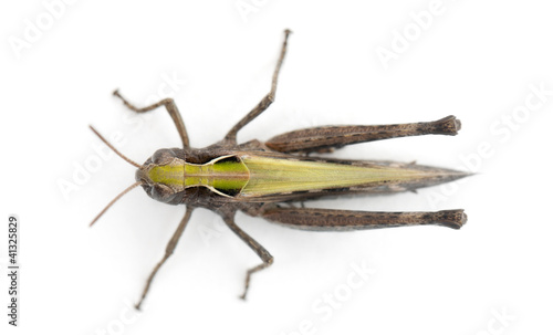 Cricket against white background