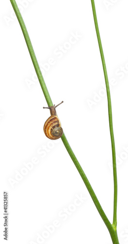 White Garden Snail or Mediterranean snail, Theba pisana