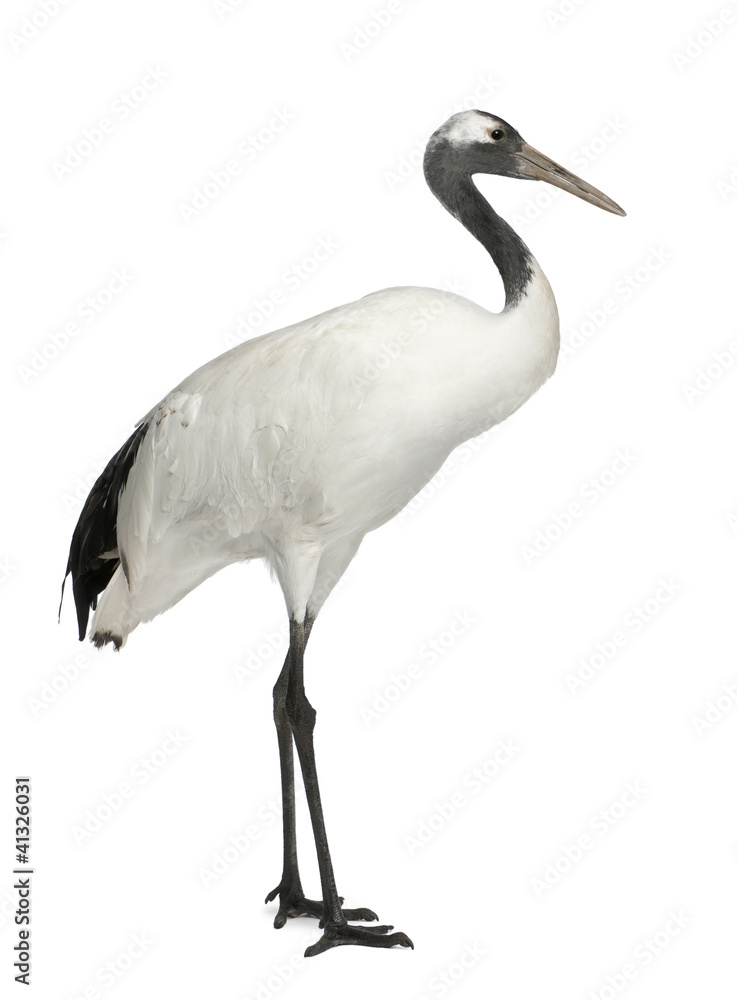 Young Red-crowned Crane, Grus japonensis Young Red-crowned Crane, Grus japonensis