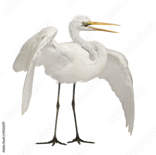Great Egret or Great White Egret or Common Egret, Ardea alba