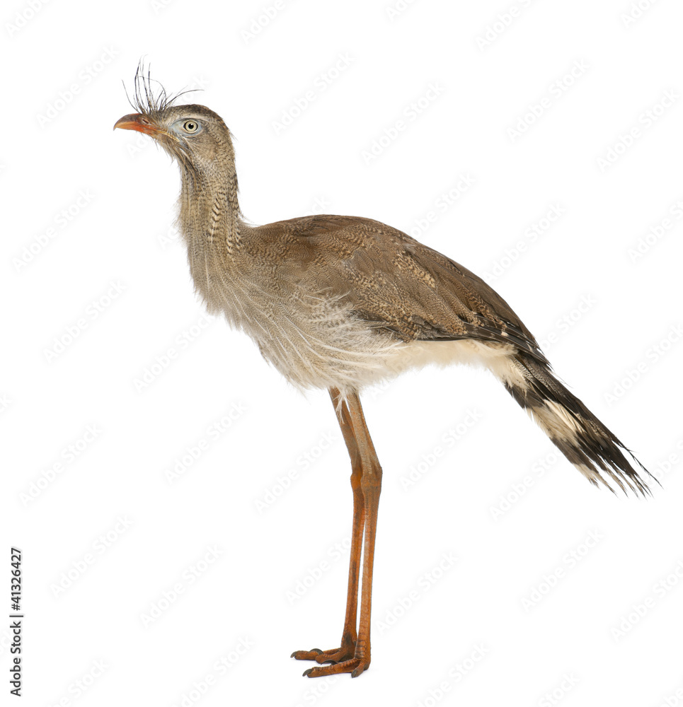 Fototapeta premium Red-legged Seriema or Crested Cariama, Cariama cristata